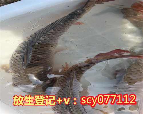 重庆哪有野生动物买来放生的地方，重庆酉阳李溪发现“娃娃鱼“政府组织放生