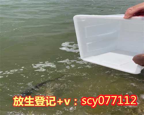 杭州放生龟类的功德,杭州草鱼去哪里放生,杭州哪里适合放生金鱼