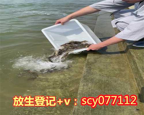 怎么放生海虾上海钓了一只乌龟要放生吗【草龟养多大可以放生】
