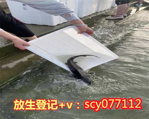 漳州每日放生功德，漳州放生野生甲鱼的十大好处，漳州寿命注定了放生能延寿